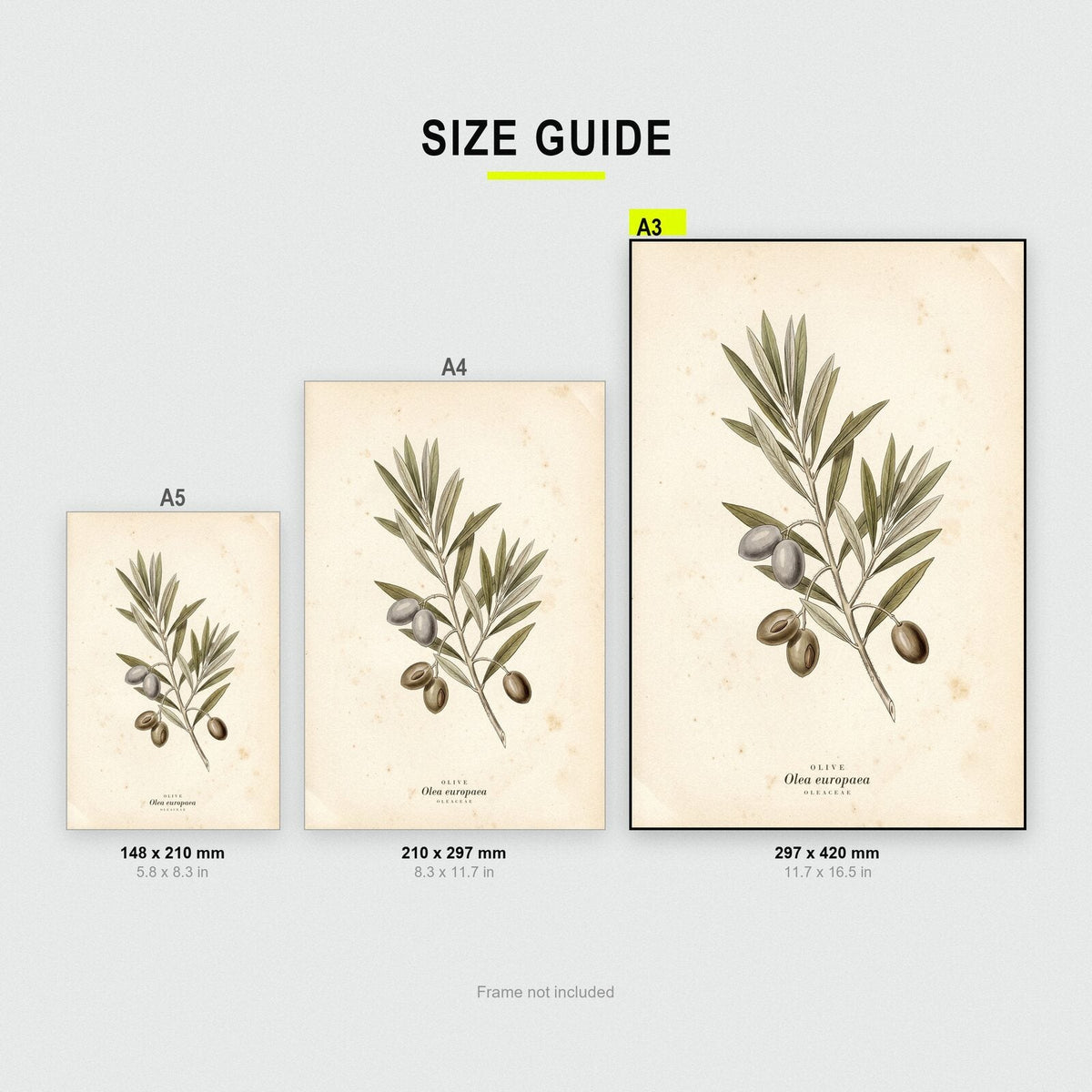 Olive Herbarium Botanical Art Print