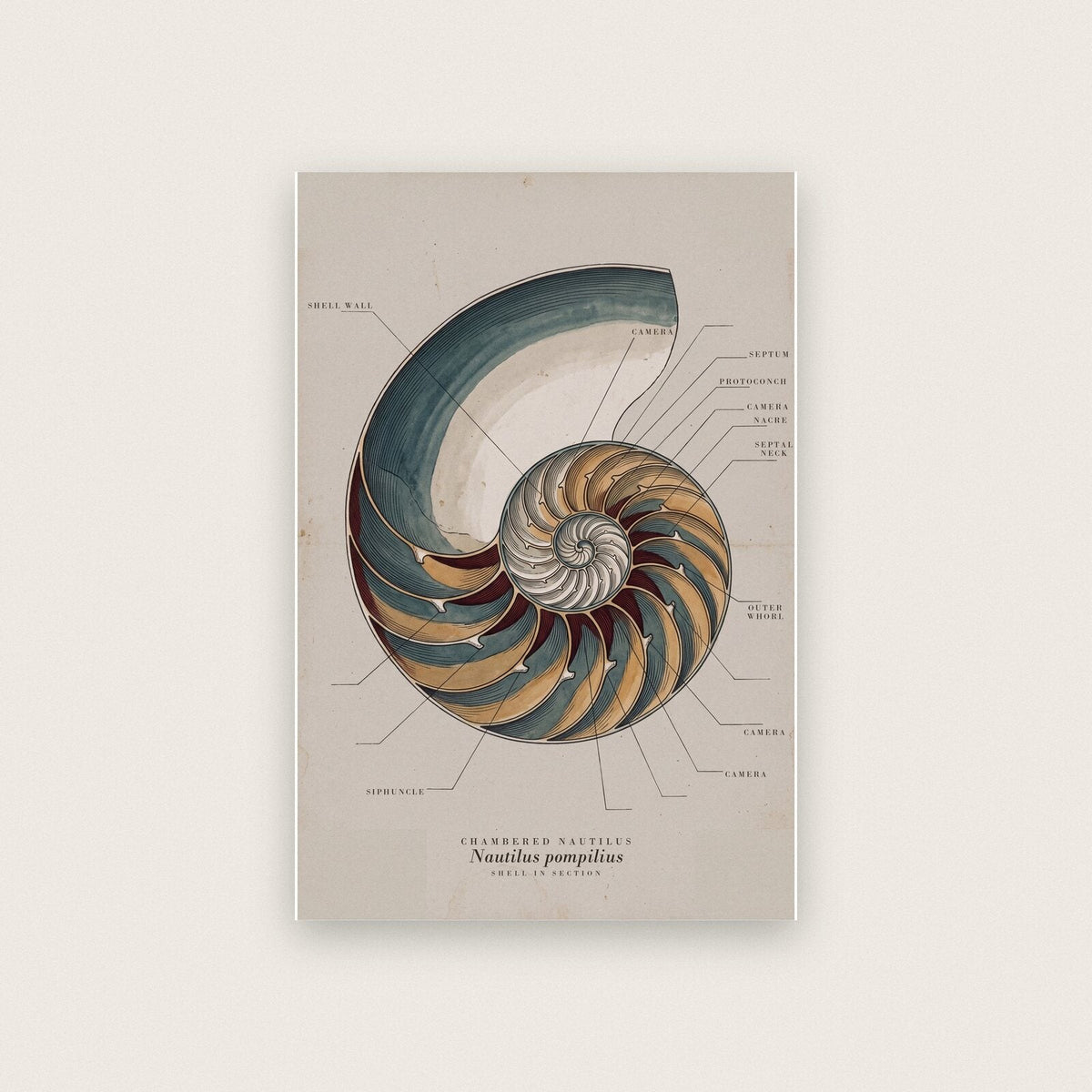 Nautilus Specimen Plate Art Print