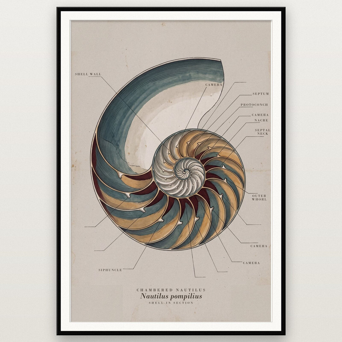 Nautilus Specimen Plate Art Print