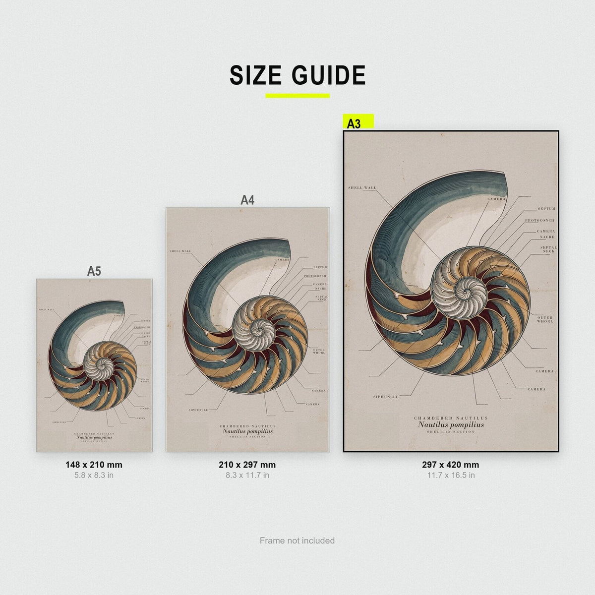 Nautilus Specimen Plate Art Print