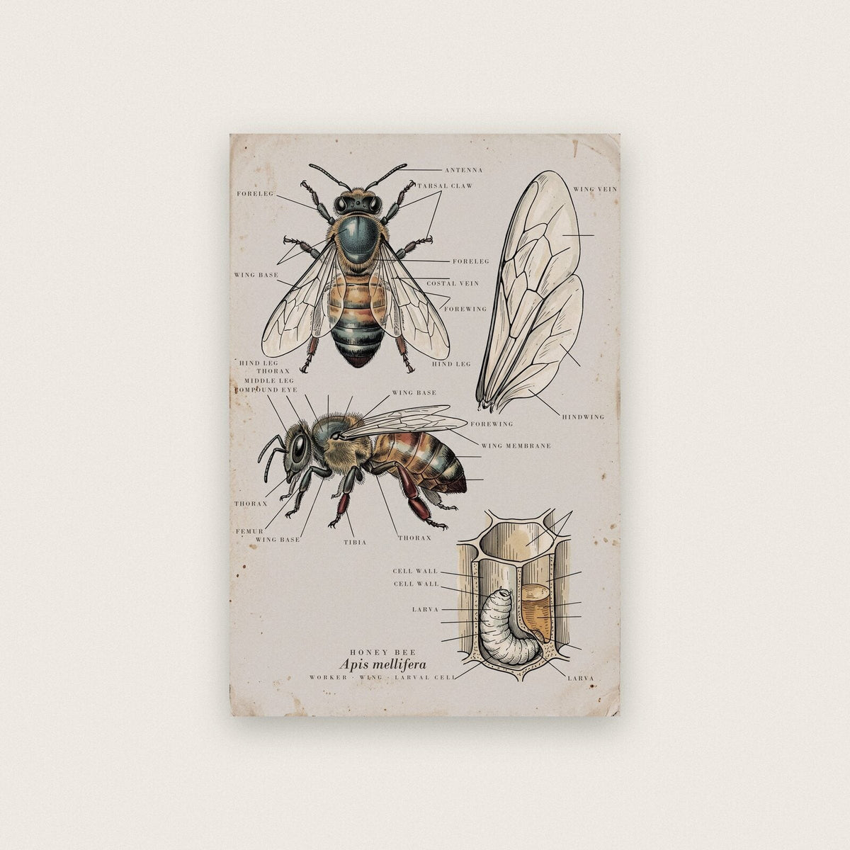 Honey Bee Specimen Plate Art Print