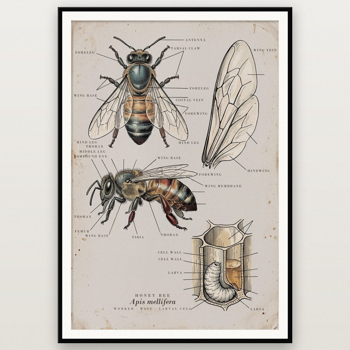 Honey Bee Specimen Plate Art Print