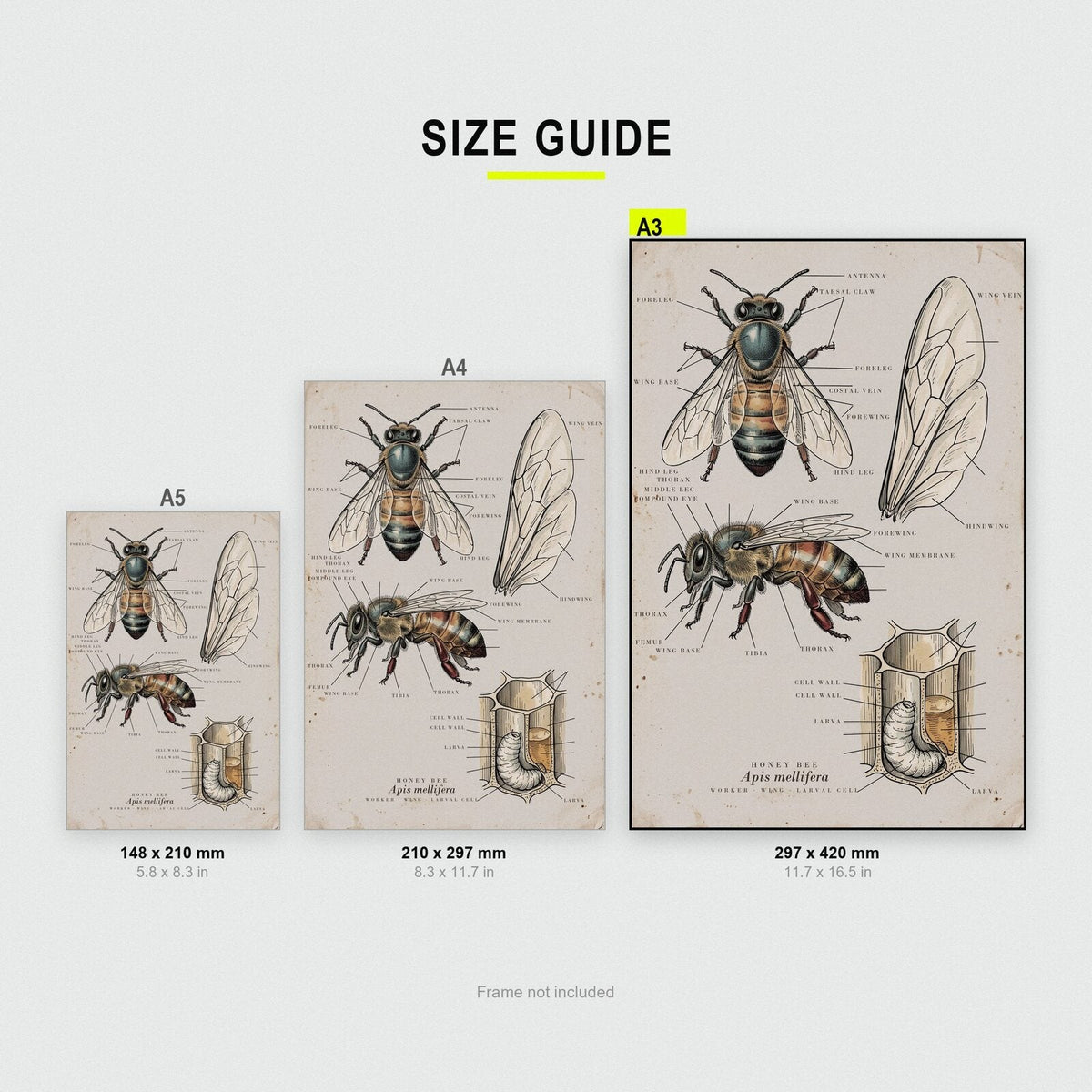 Honey Bee Specimen Plate Art Print