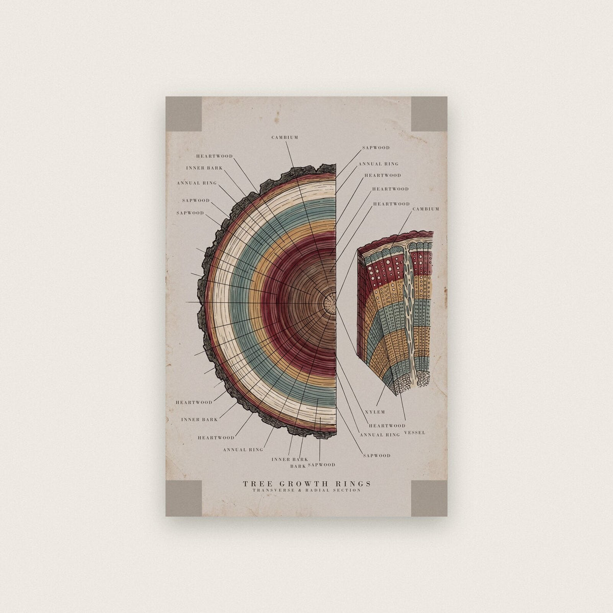 Tree Rings Specimen Plate Art Print