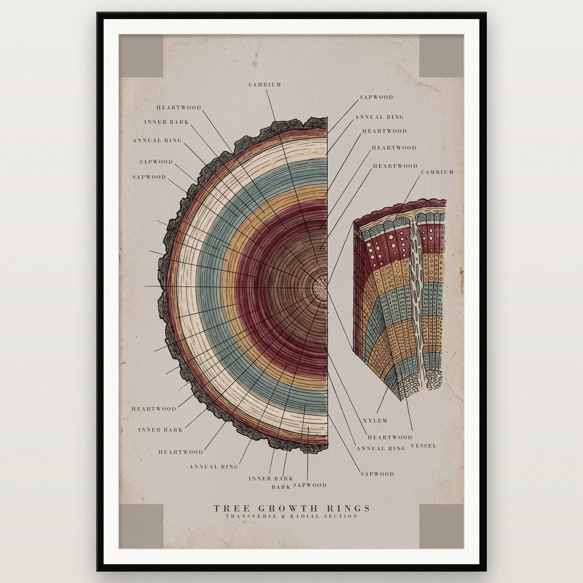 Tree Rings Specimen Plate Art Print