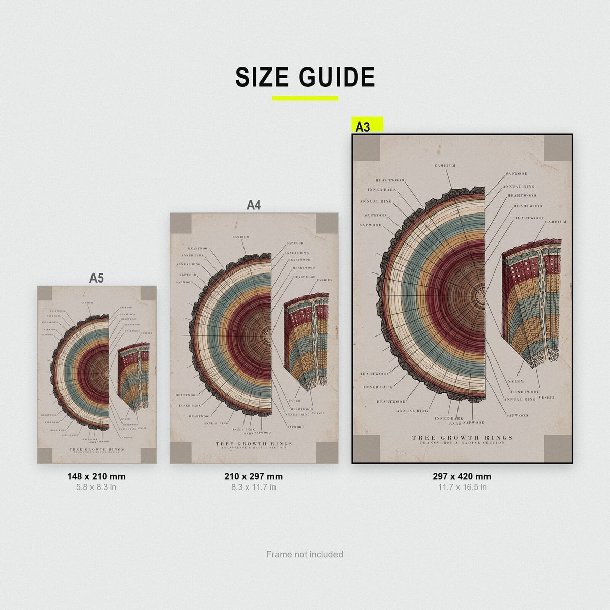 Tree Rings Specimen Plate Art Print