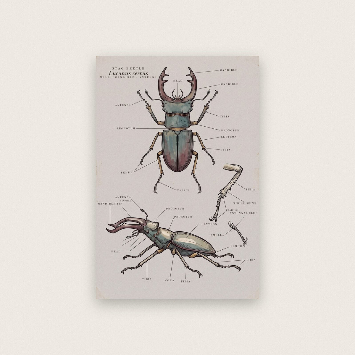 Stag Beetle Specimen Plate Art Print