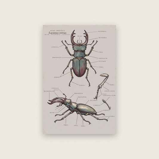 Stag Beetle Specimen Plate Art Print