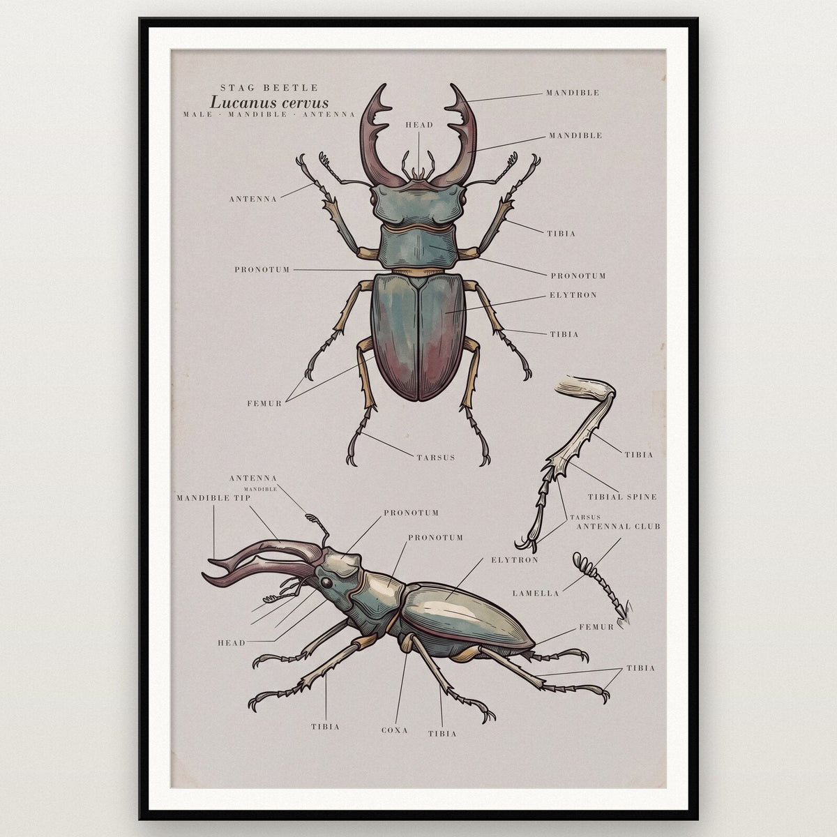 Stag Beetle Specimen Plate Art Print