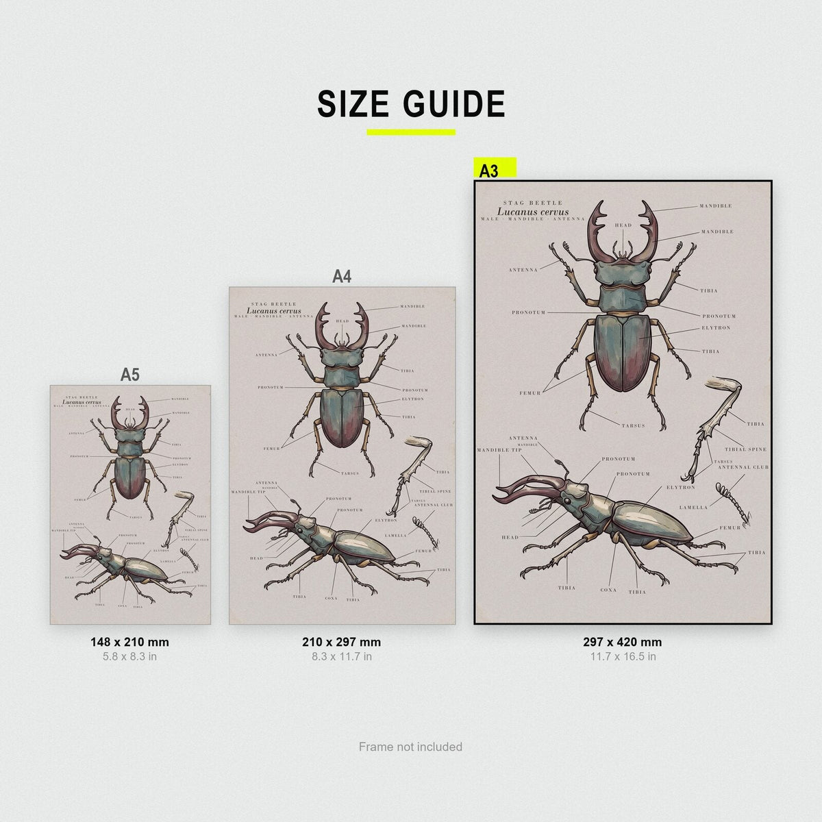 Stag Beetle Specimen Plate Art Print