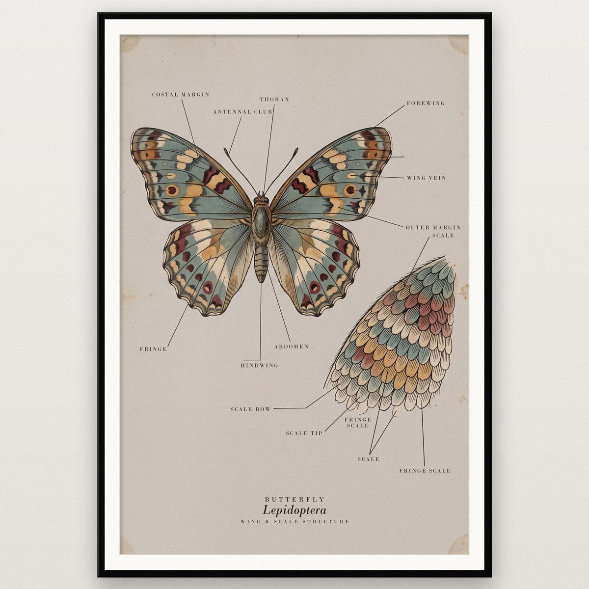 Butterfly Specimen Plate Art Print