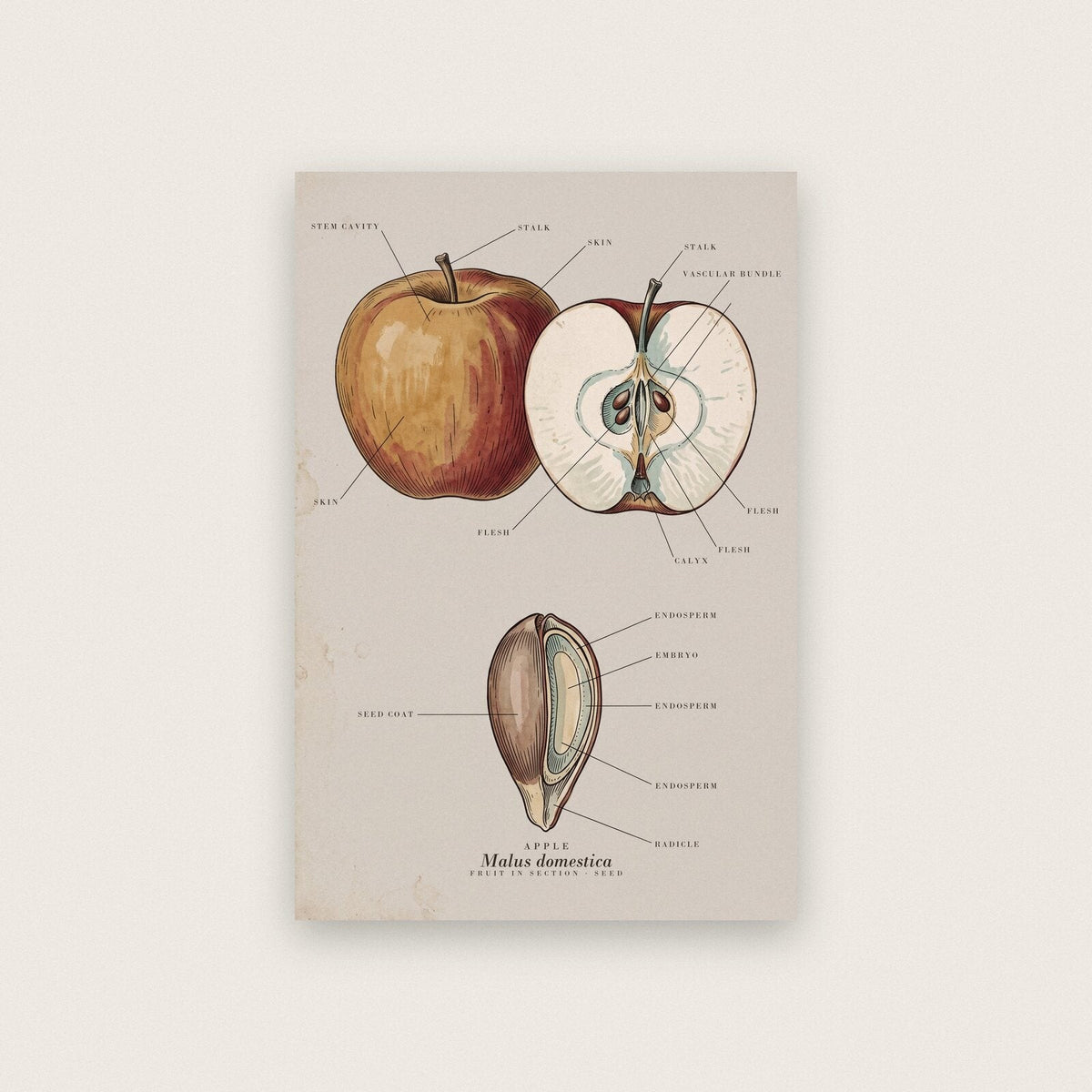 Apple Specimen Plate Art Print