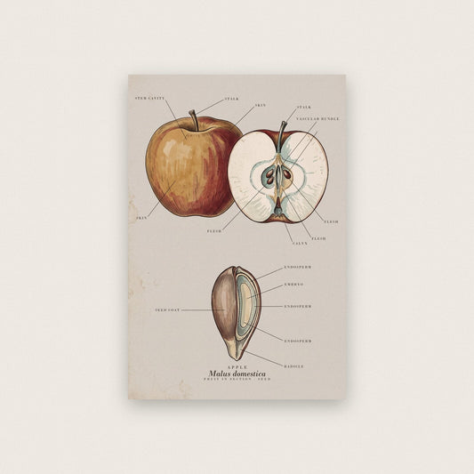 Apple Specimen Plate Art Print