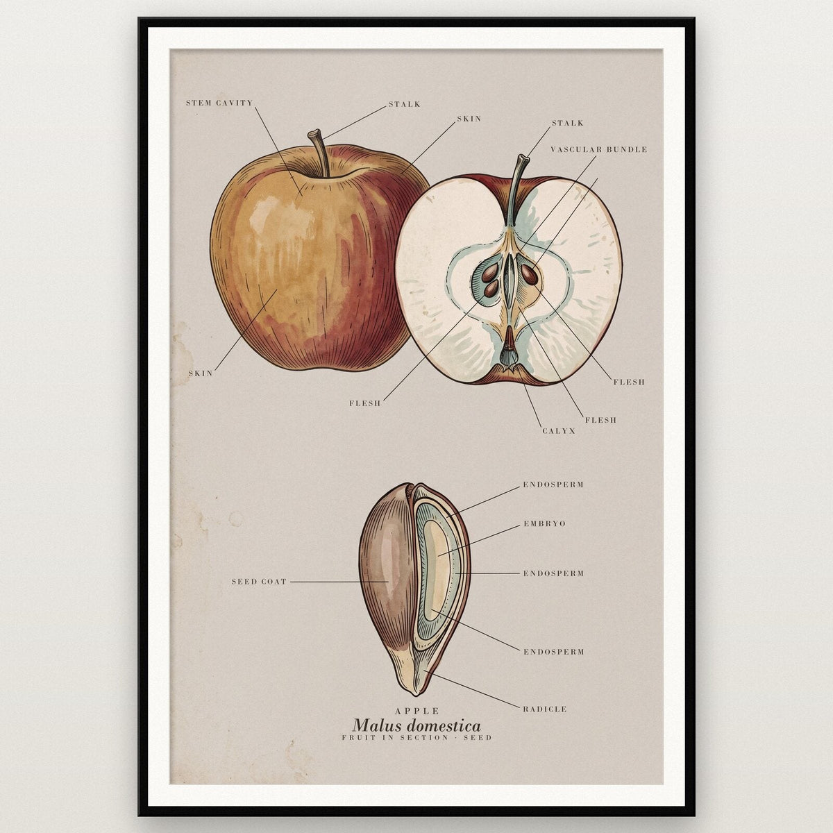 Apple Specimen Plate Art Print