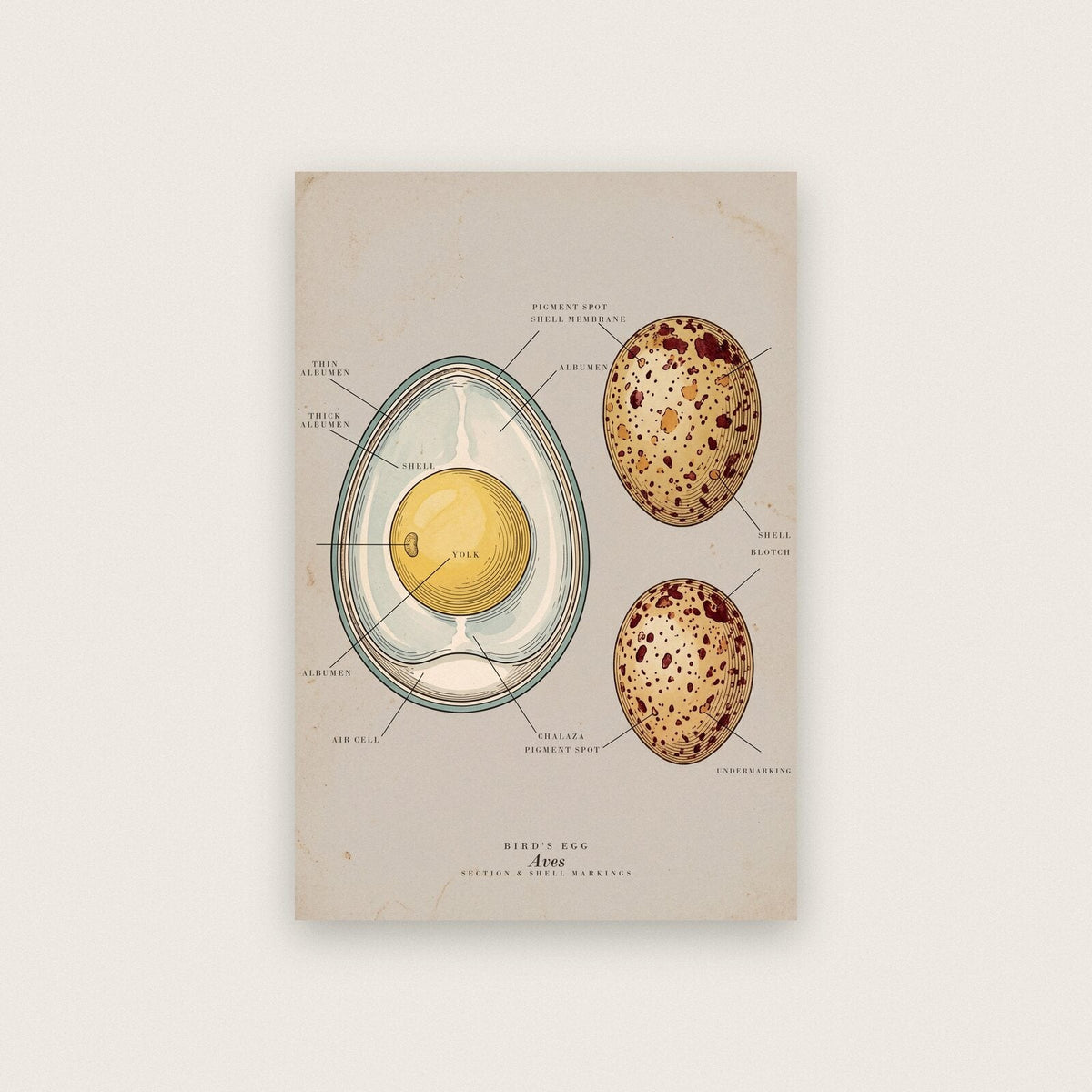Egg Specimen Plate Art Print