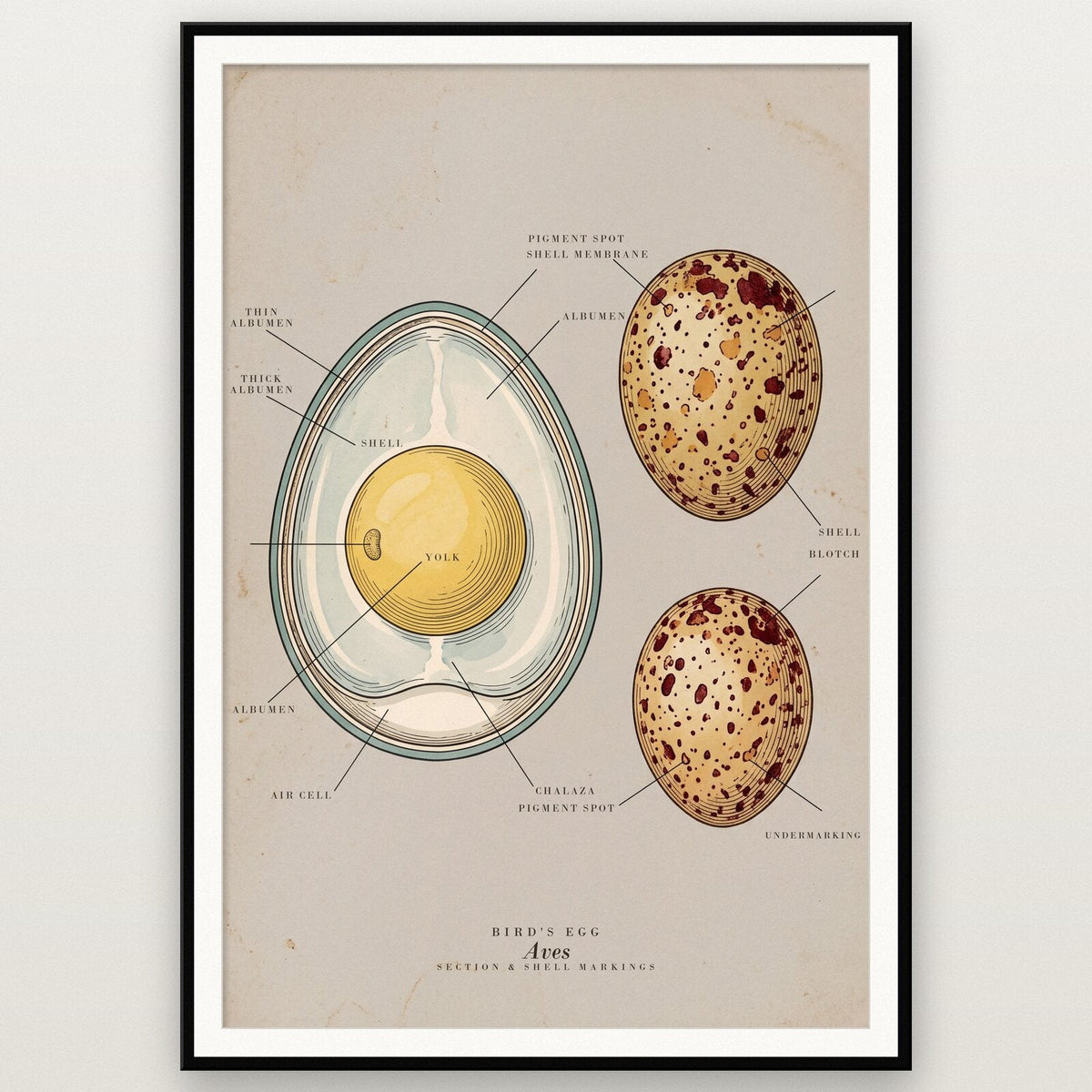 Egg Specimen Plate Art Print