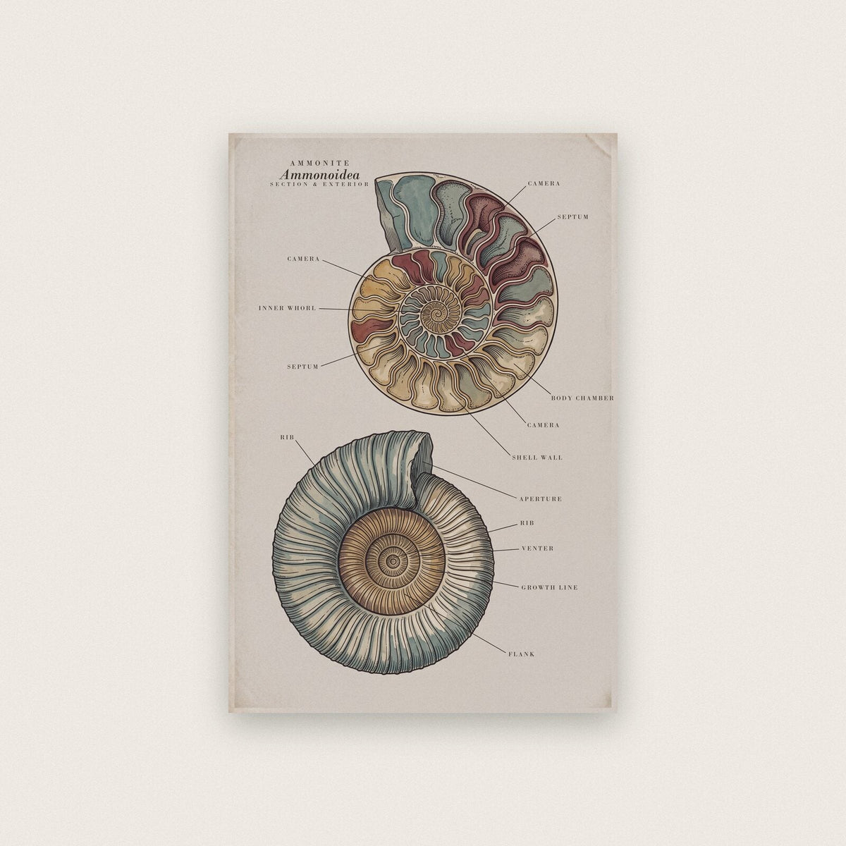 Ammonite Specimen Plate Art Print