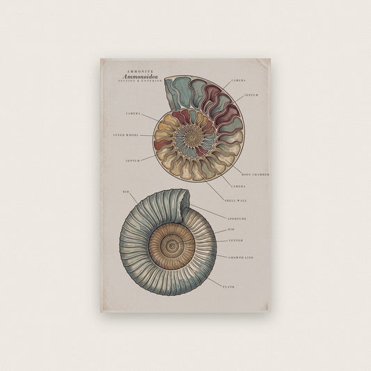 Ammonite Specimen Plate Art Print
