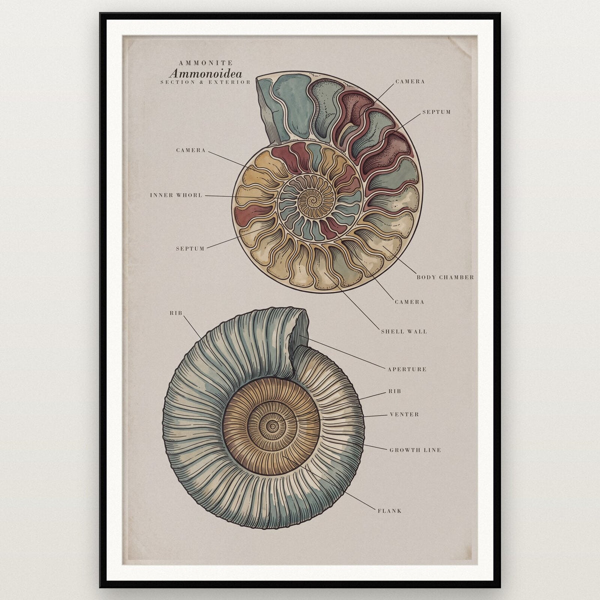 Ammonite Specimen Plate Art Print