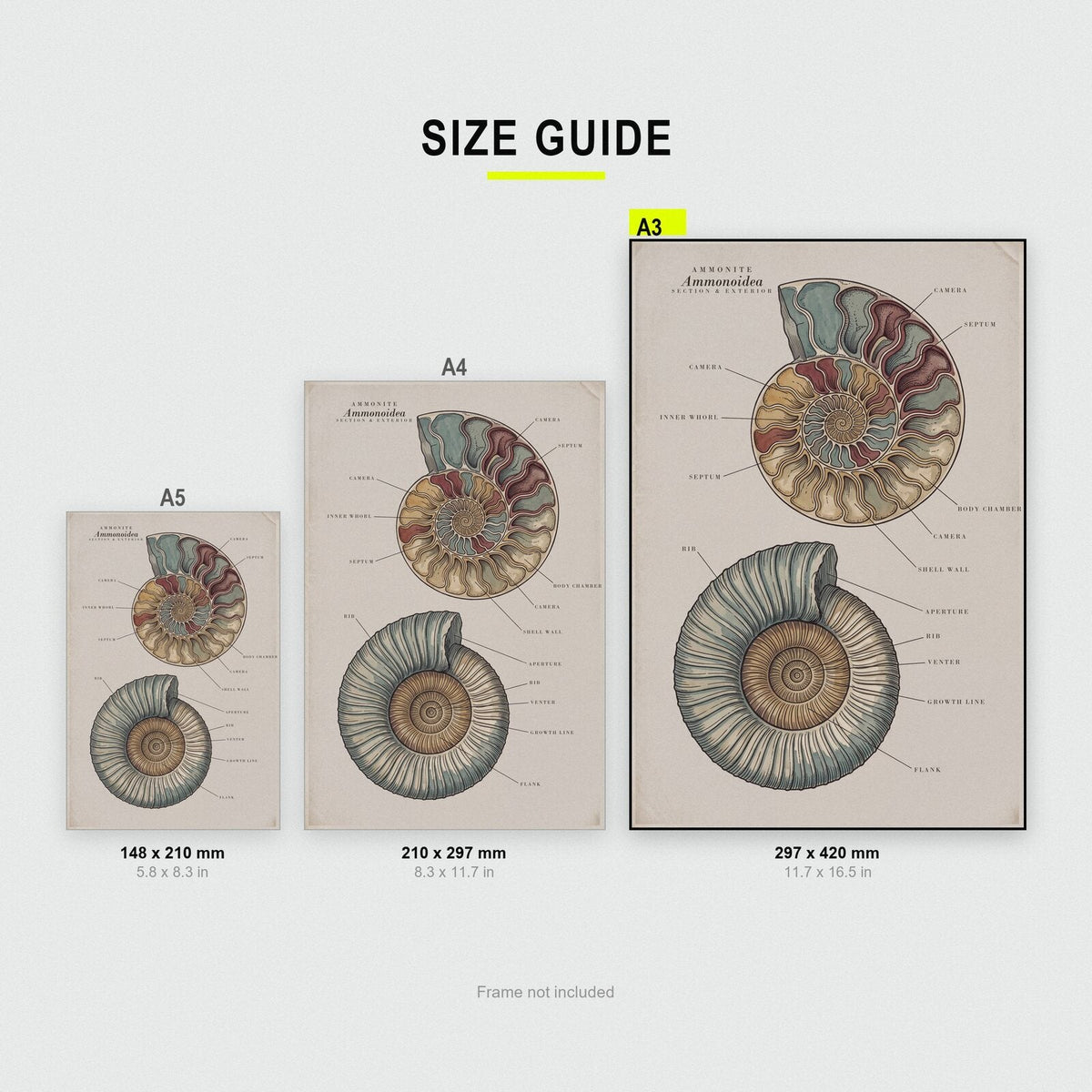Ammonite Specimen Plate Art Print