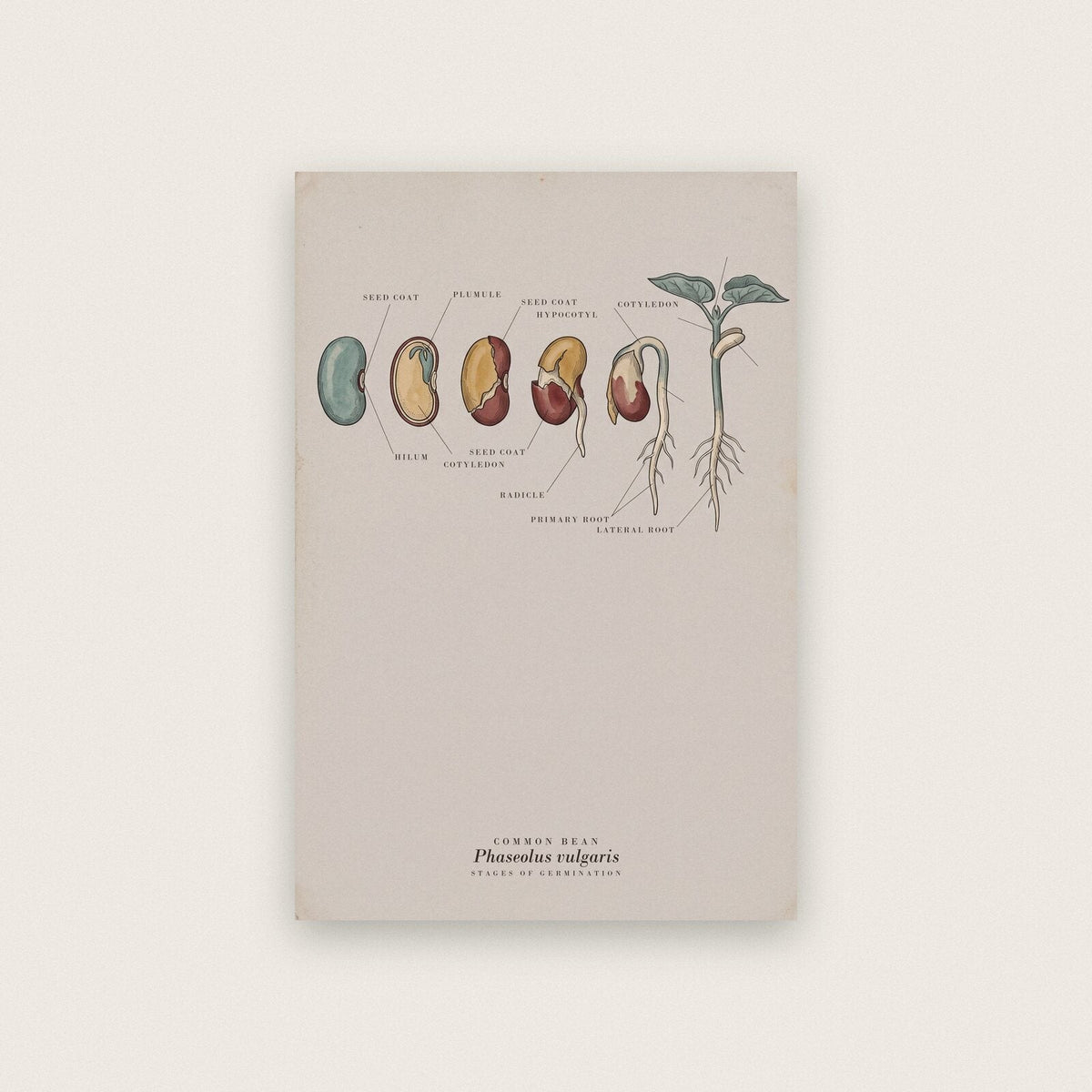 Bean Seed Specimen Plate Art Print