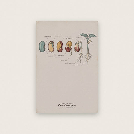 Bean Seed Specimen Plate Art Print