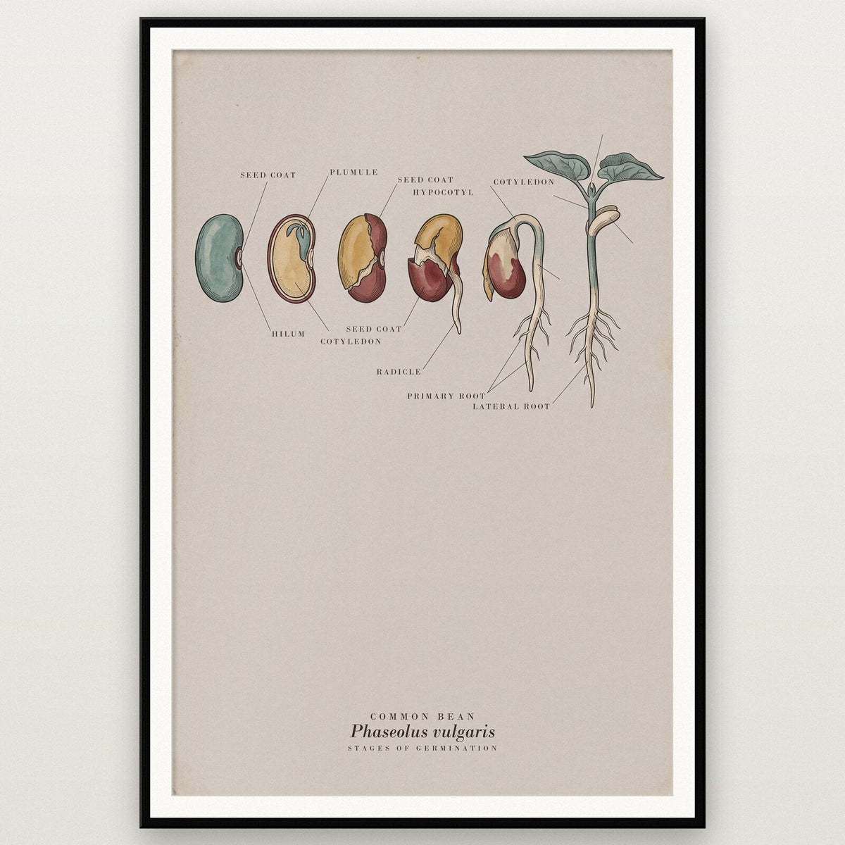 Bean Seed Specimen Plate Art Print
