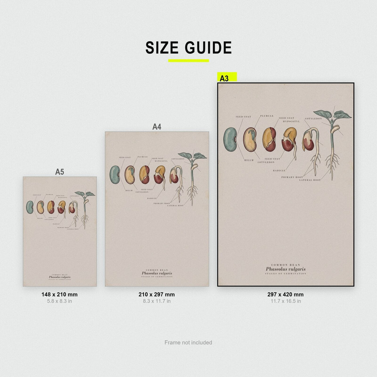 Bean Seed Specimen Plate Art Print