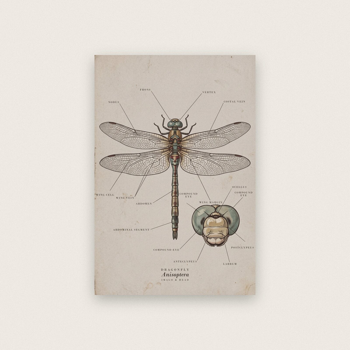 Dragonfly Specimen Plate Art Print