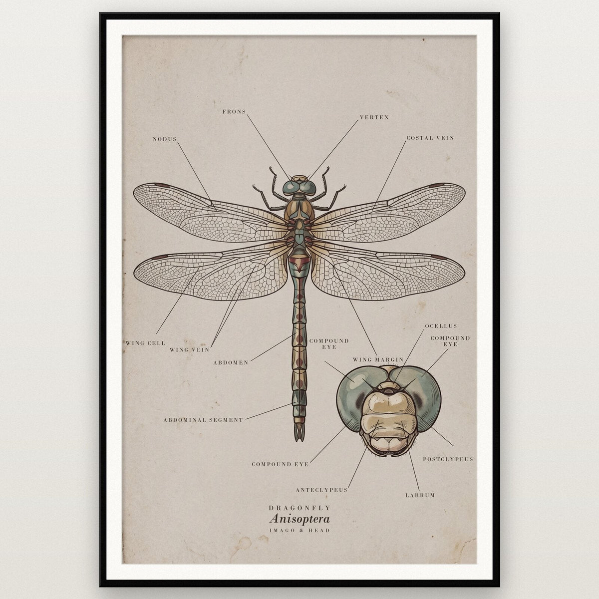 Dragonfly Specimen Plate Art Print