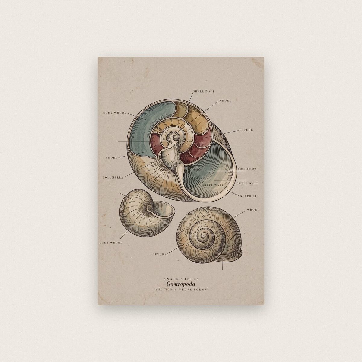 Snail Shells Specimen Plate Art Print