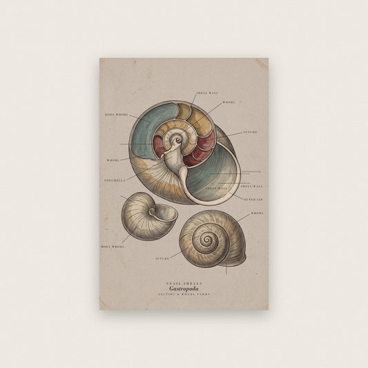 Snail Shells Specimen Plate Art Print