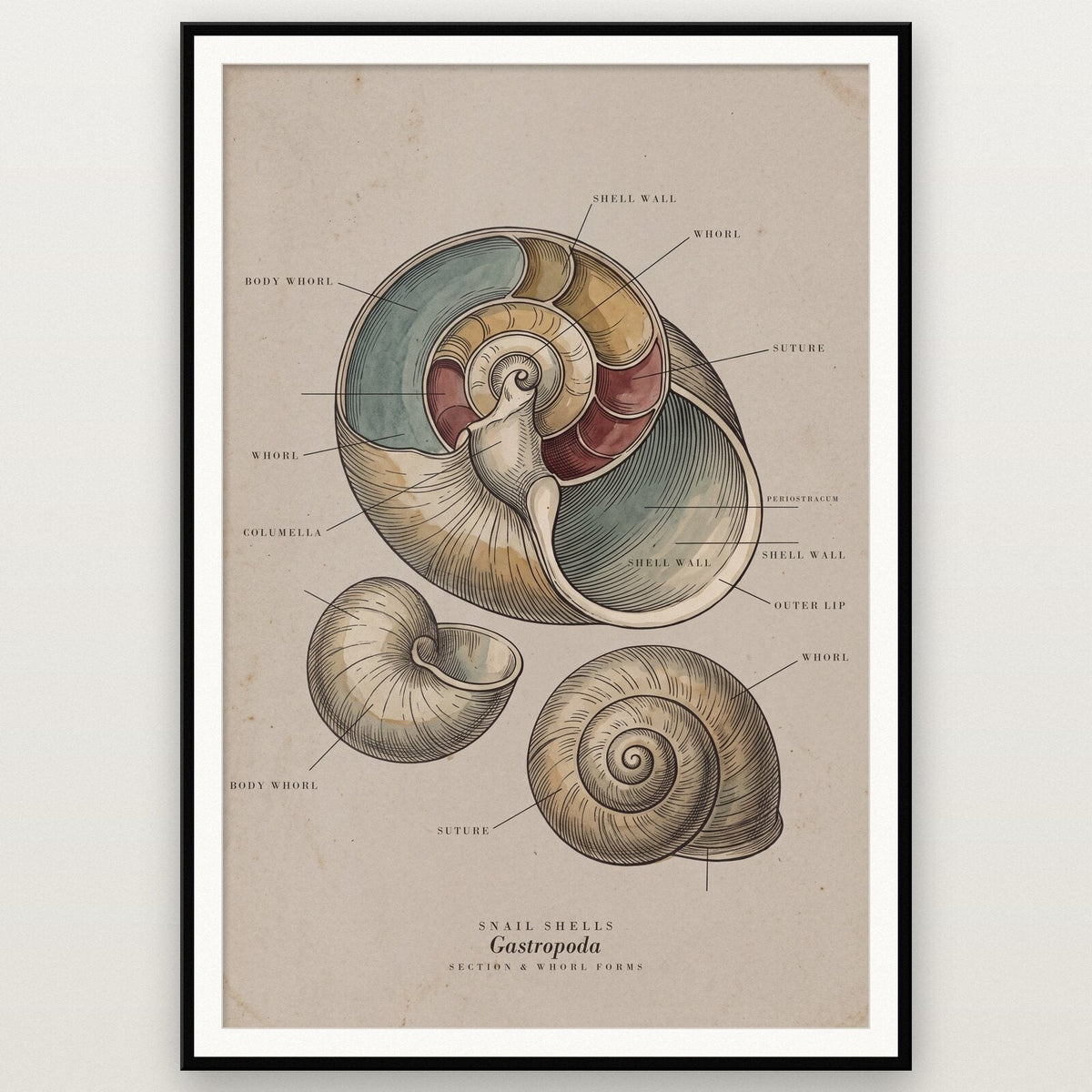 Snail Shells Specimen Plate Art Print