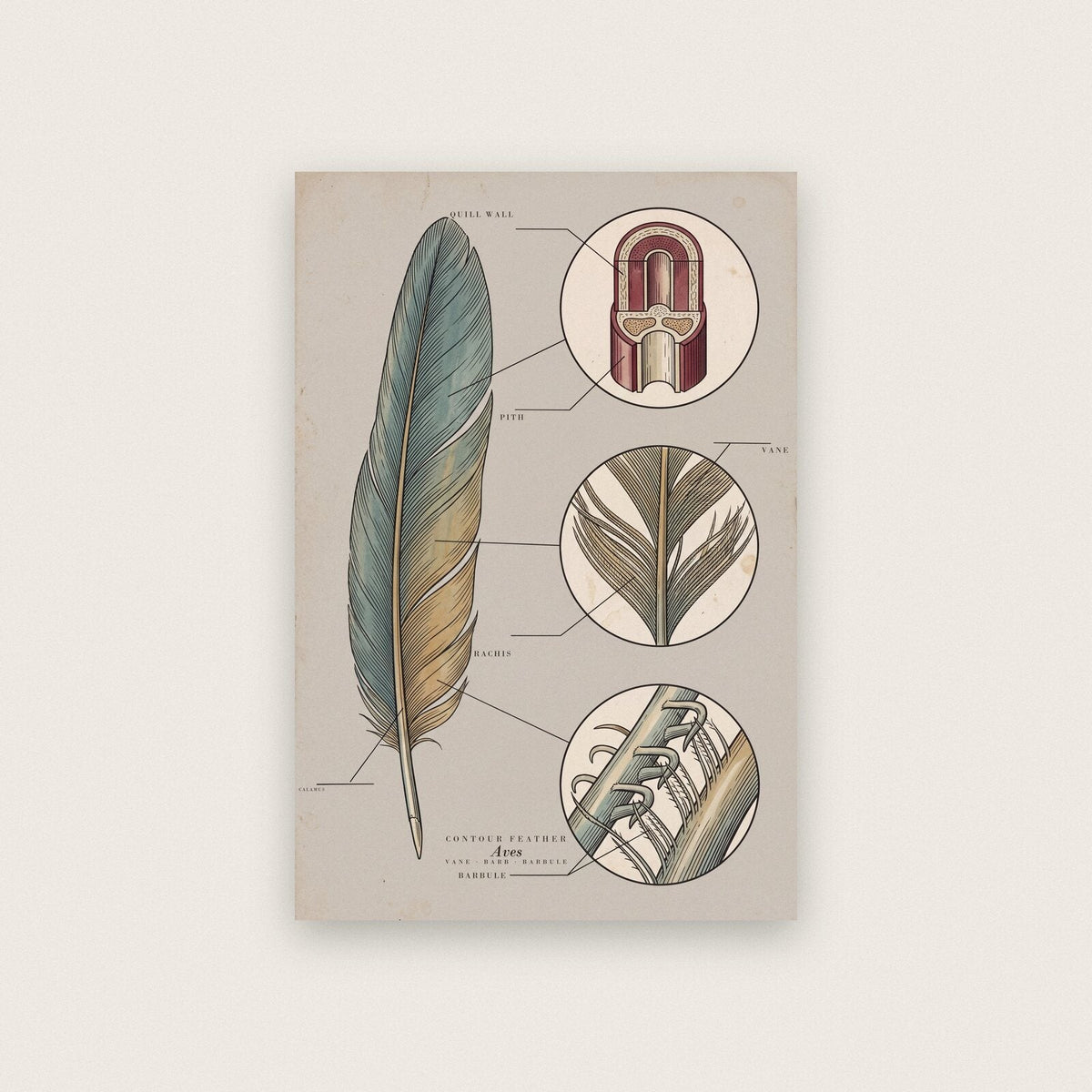 Feather Specimen Plate Art Print