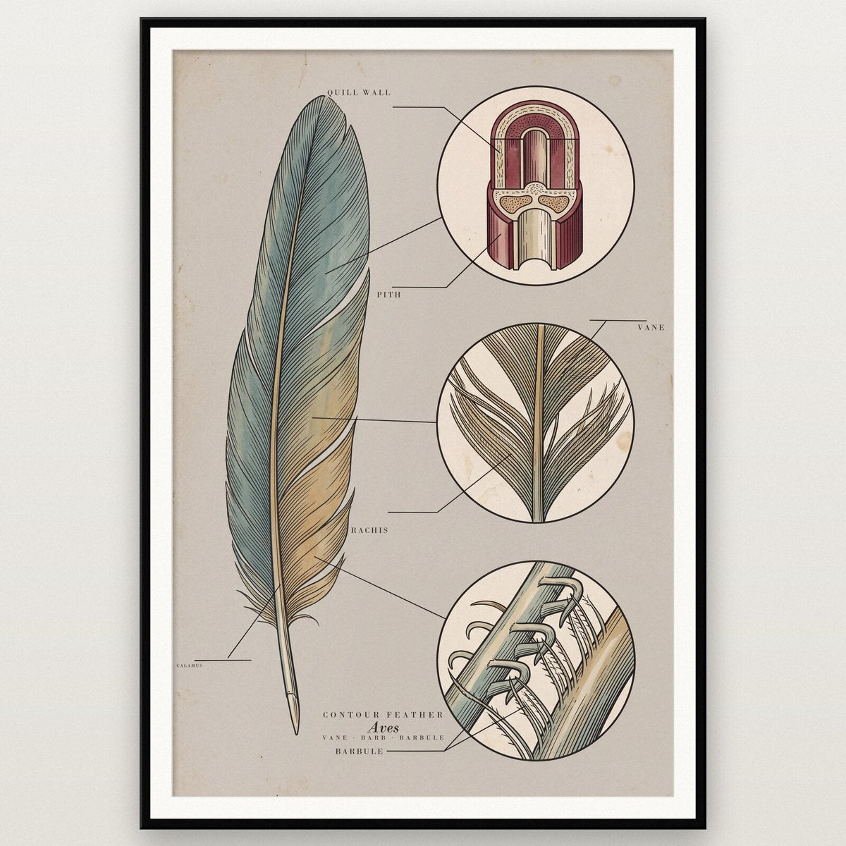 Feather Specimen Plate Art Print