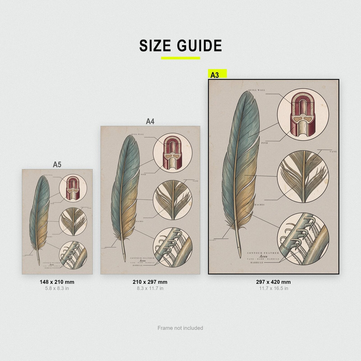 Feather Specimen Plate Art Print