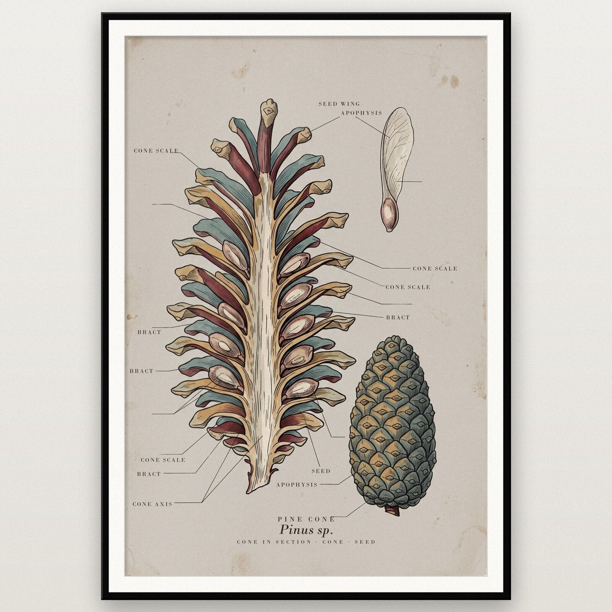 Pine Cone Specimen Plate Art Print