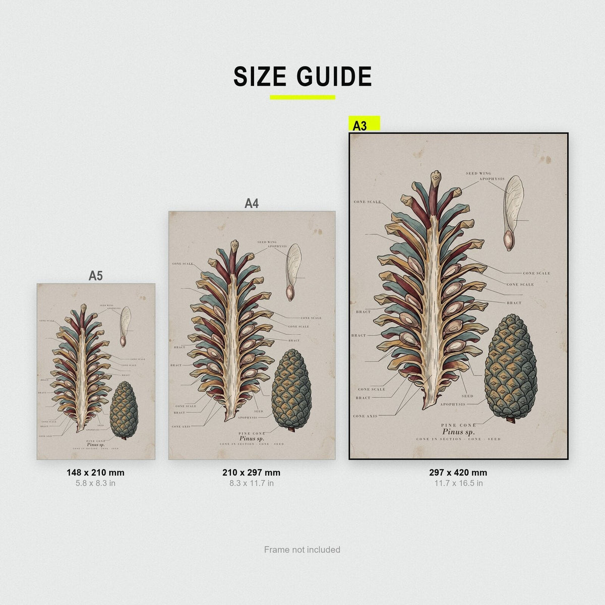 Pine Cone Specimen Plate Art Print