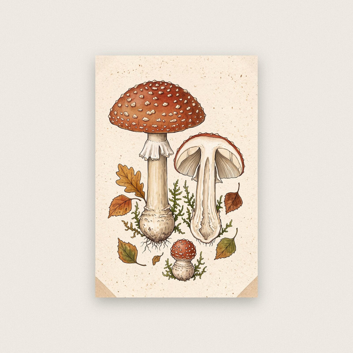 Chanterelle Fungi Mushroom Art Print