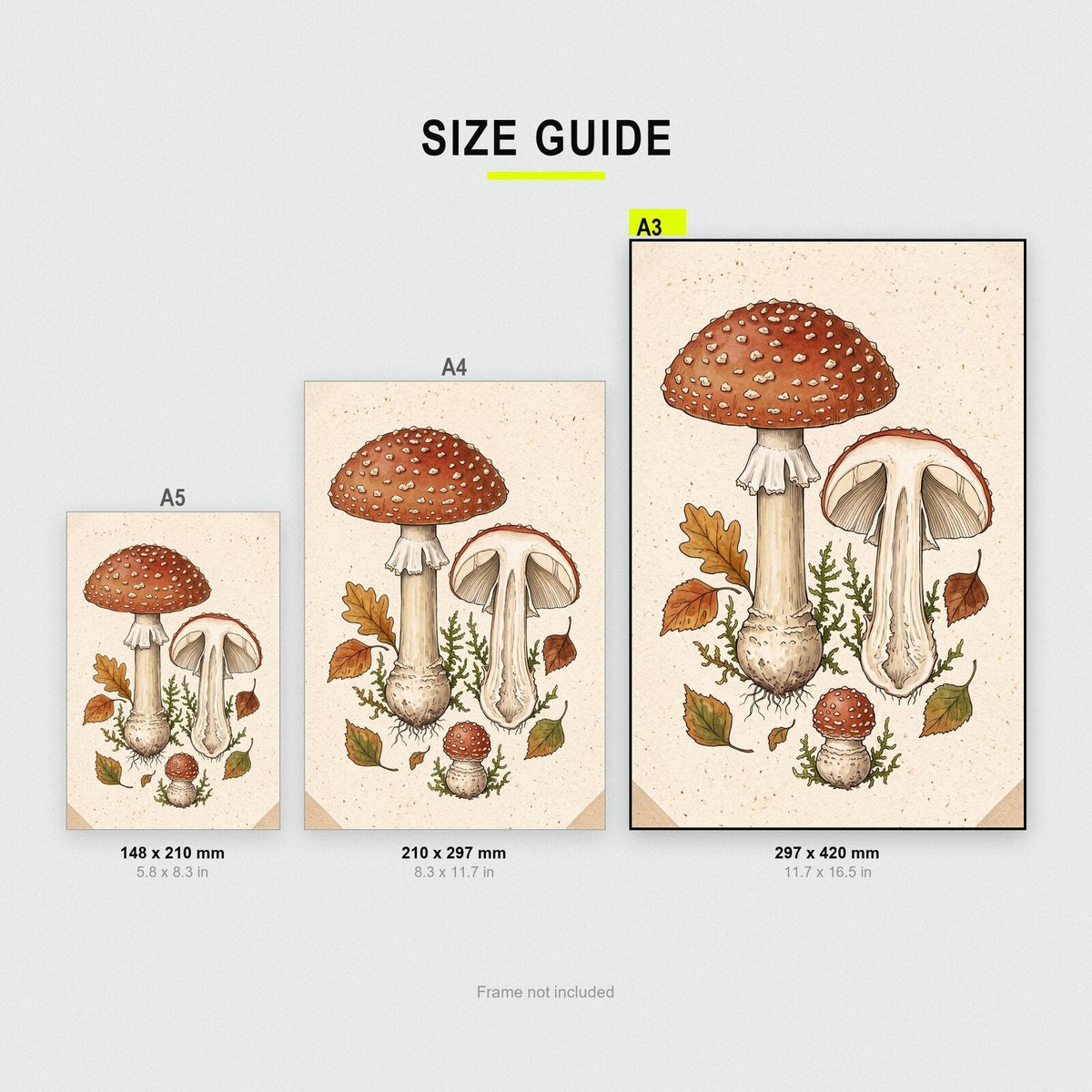 Chanterelle Fungi Mushroom Art Print
