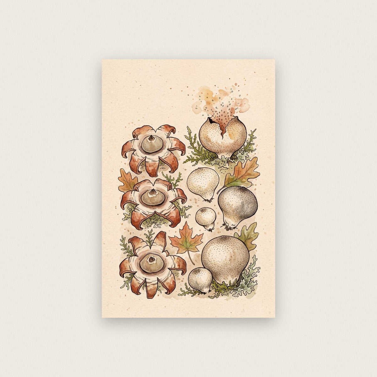 Morels Fungi Mushroom Art Print