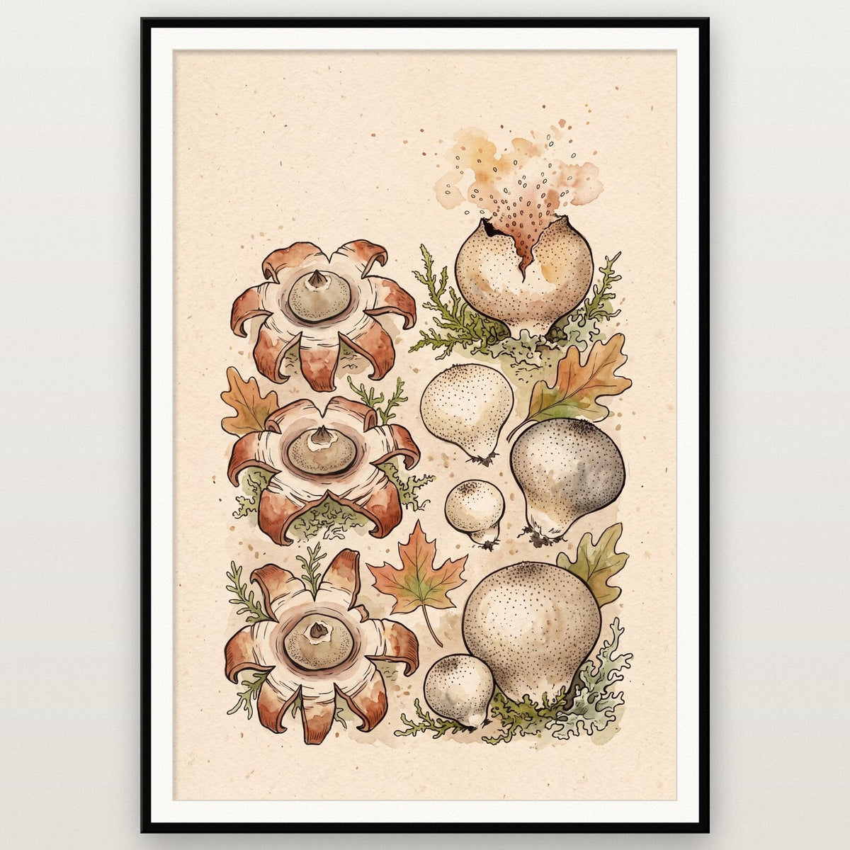 Morels Fungi Mushroom Art Print