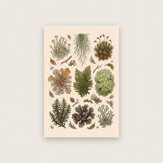 Fairy Ring Fungi Mushroom Art Print