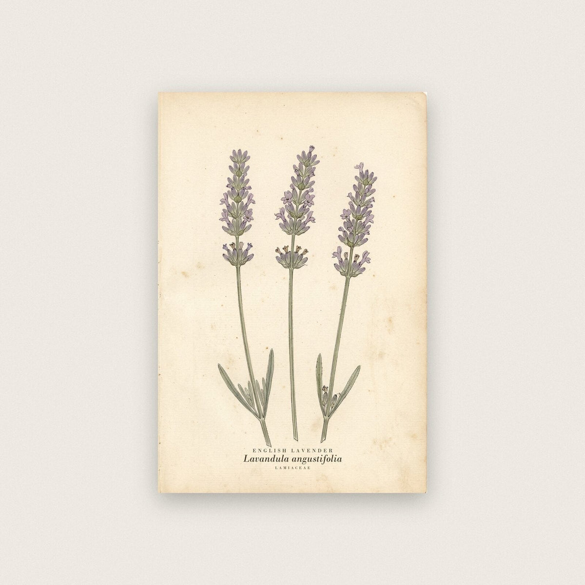 English Lavender Herbarium Botanical Art Print