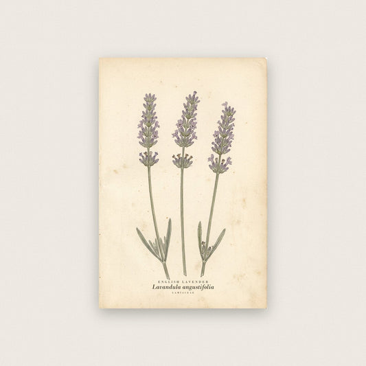 English Lavender Herbarium Botanical Art Print