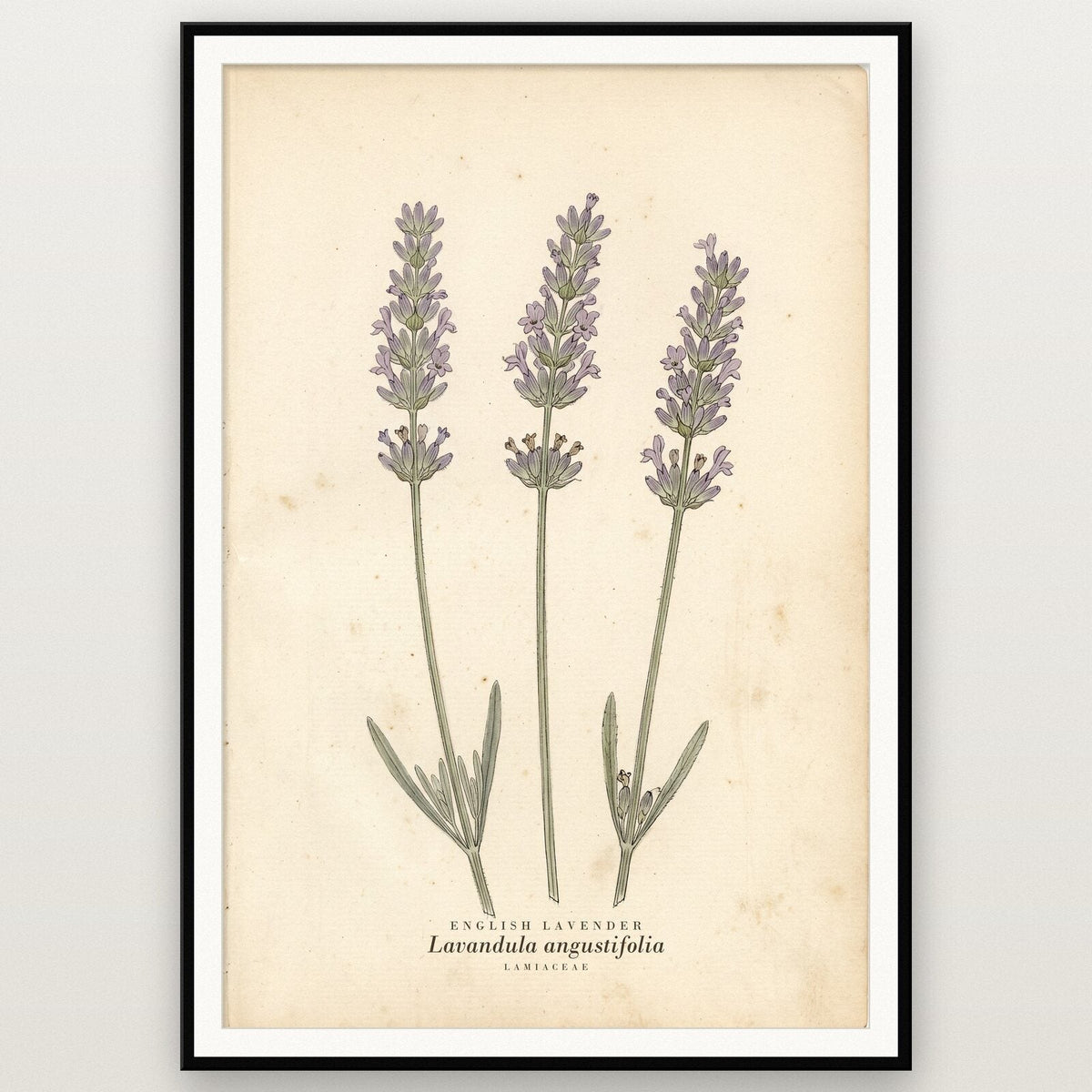 English Lavender Herbarium Botanical Art Print