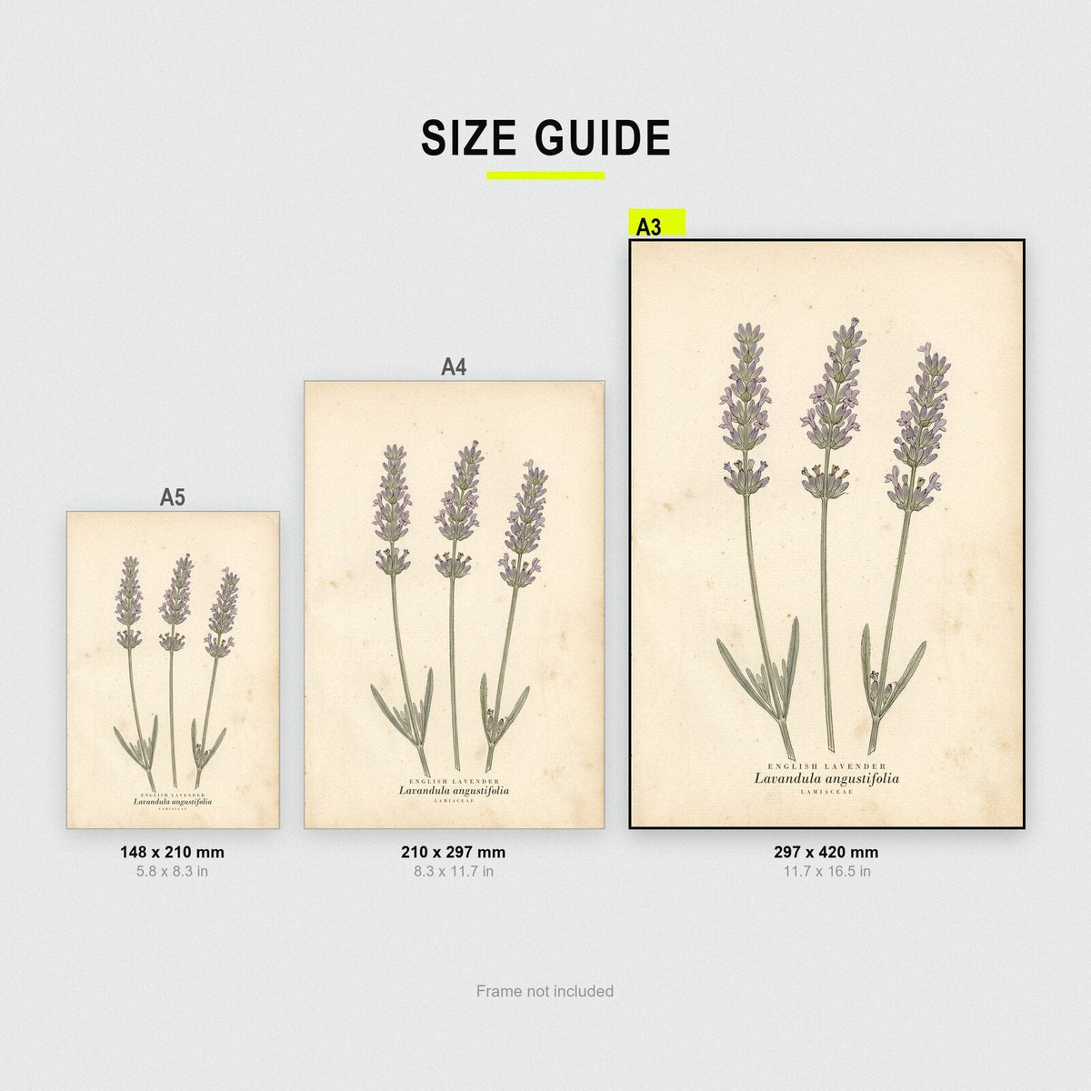 English Lavender Herbarium Botanical Art Print