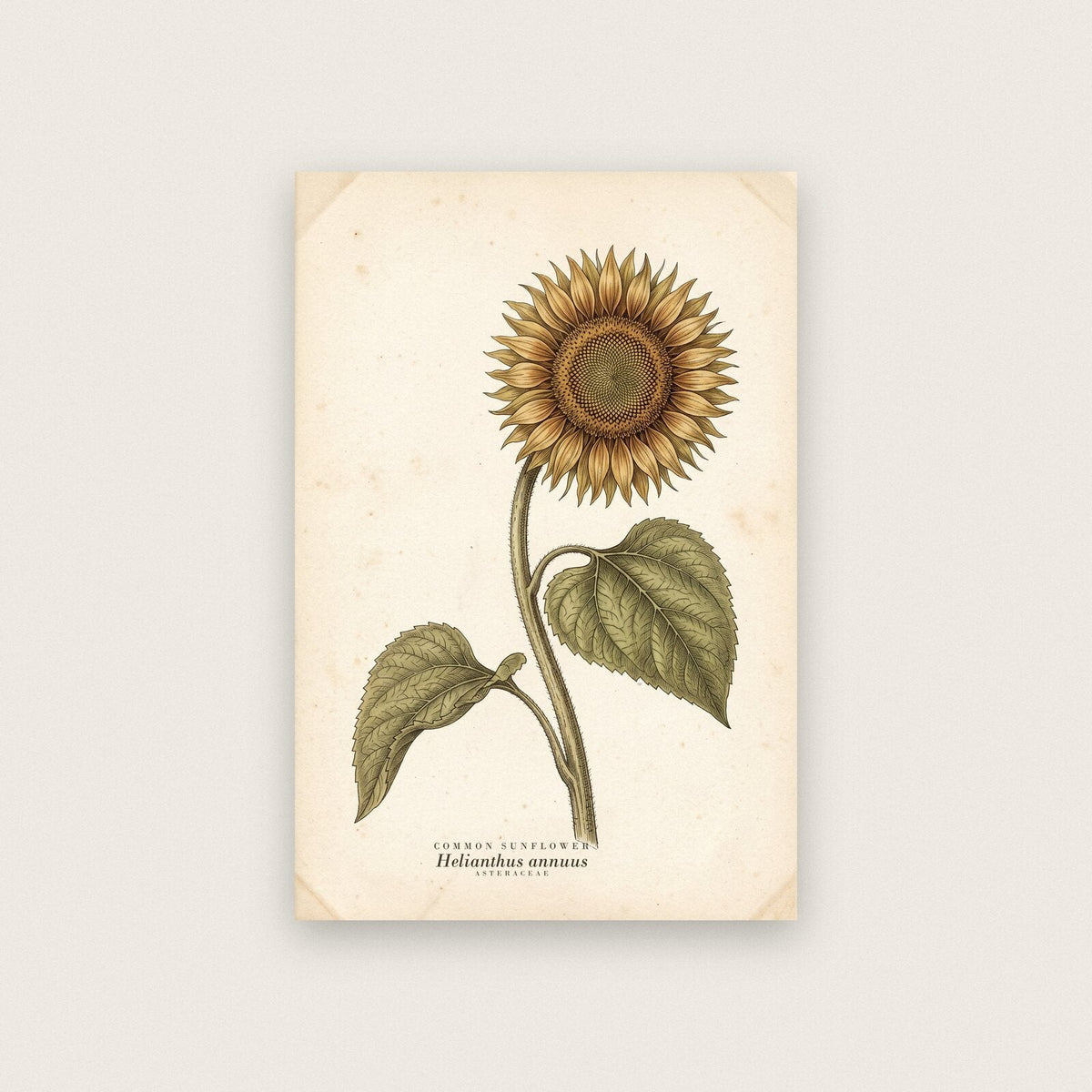 Common Sunflower Herbarium Botanical Art Print