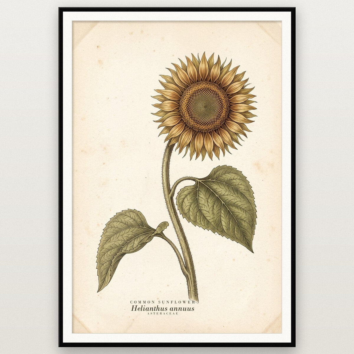 Common Sunflower Herbarium Botanical Art Print