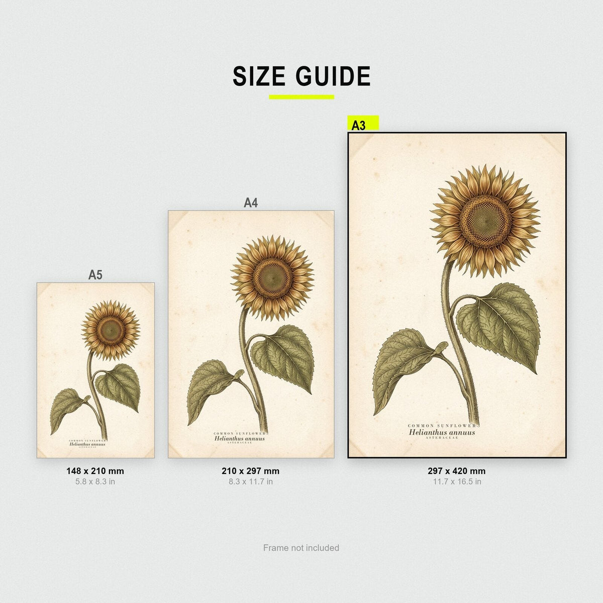 Common Sunflower Herbarium Botanical Art Print